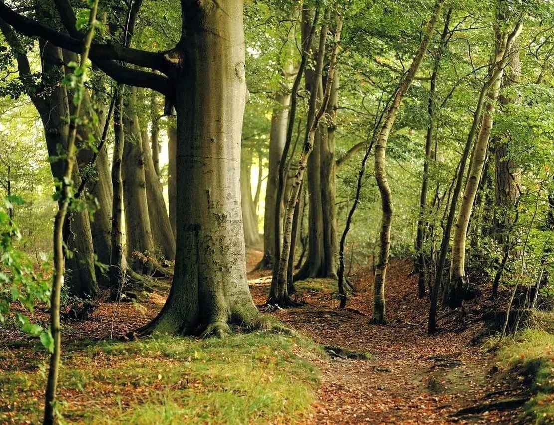 Пиломатериалы из леса в Нижний Новгород